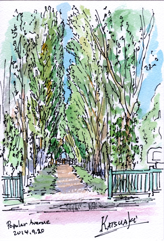 Hokudai Popular Avenue