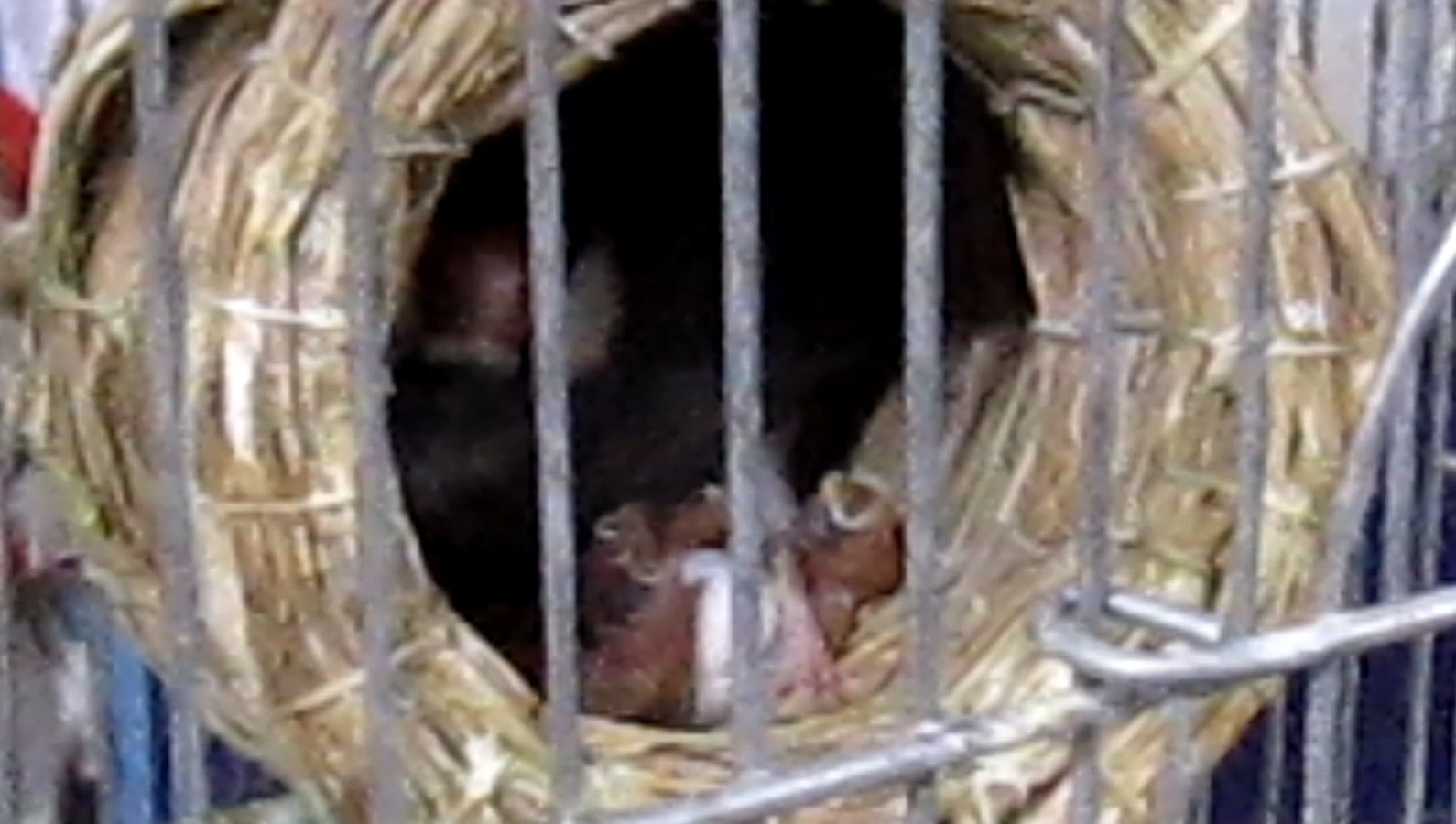 �����̃q�i