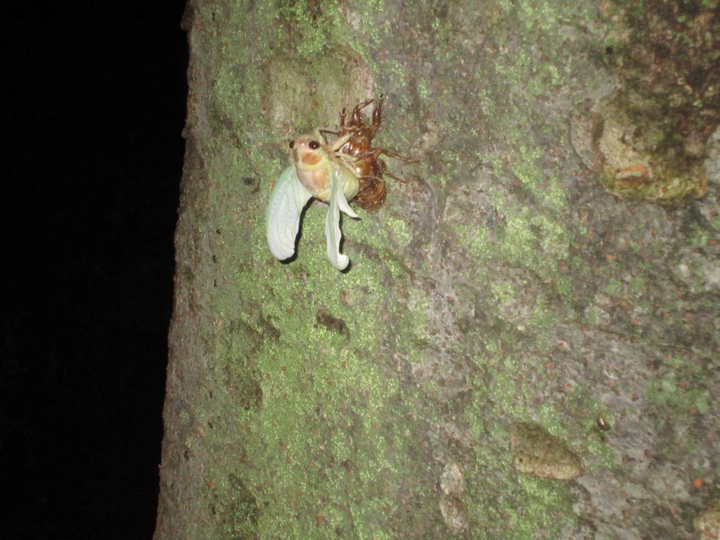 �Z�~�̉H��