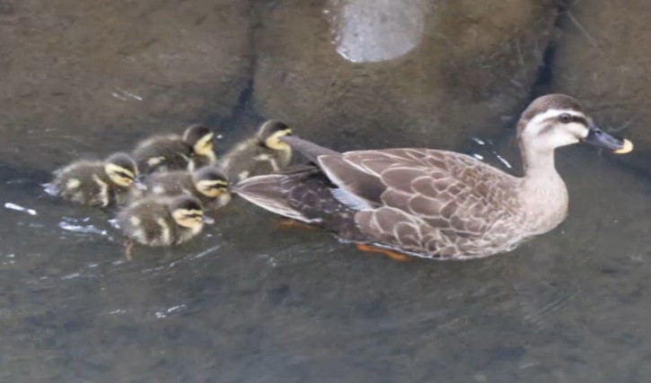 �J���K���e�q